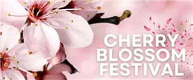  Cherry Blossom Festival (May 9)